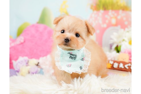 成約済の神奈川県のポメプー:ポメラニアン×トイプードル-287352の11枚目