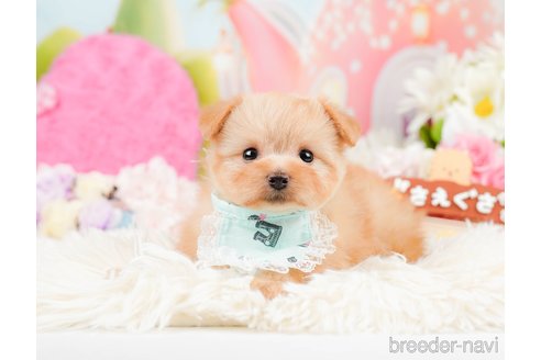 成約済の神奈川県のポメプー:ポメラニアン×トイプードル-287352の1枚目