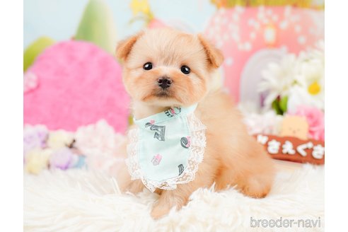 成約済の神奈川県のポメプー:ポメラニアン×トイプードル-287352の3枚目