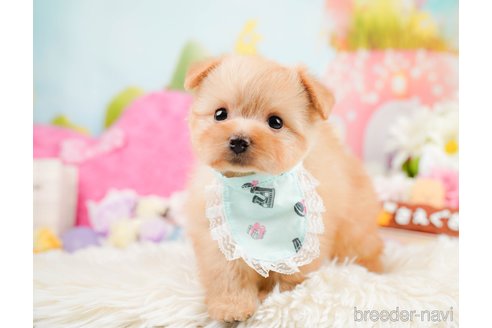 成約済の神奈川県のポメプー:ポメラニアン×トイプードル-287352の4枚目