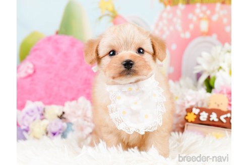 成約済の神奈川県のポメプー:ポメラニアン×トイプードル-287353の7枚目