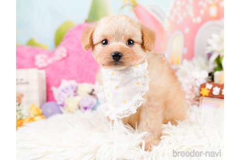 成約済の神奈川県のポメプー:ポメラニアン×トイプードル-287353の8枚目