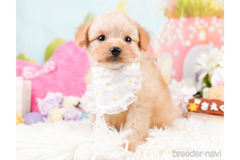 成約済の神奈川県のポメプー:ポメラニアン×トイプードル-287353の9枚目