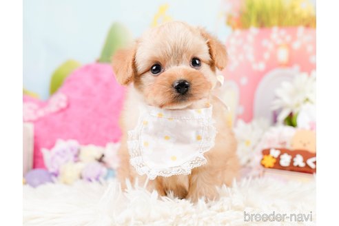 成約済の神奈川県のポメプー:ポメラニアン×トイプードル-287353の10枚目