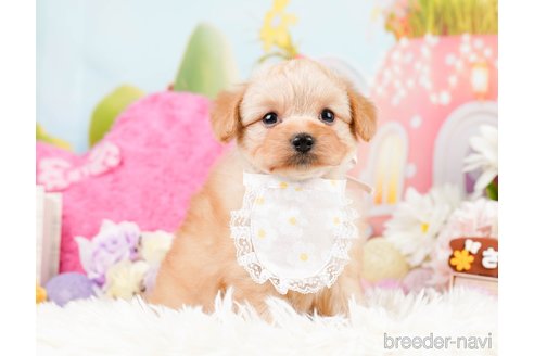 成約済の神奈川県のポメプー:ポメラニアン×トイプードル-287353の11枚目