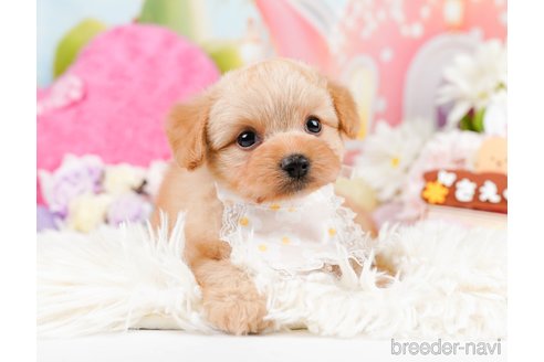 成約済の神奈川県のポメプー:ポメラニアン×トイプードル-287353の3枚目