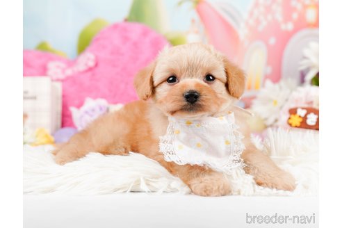 成約済の神奈川県のポメプー:ポメラニアン×トイプードル-287353の4枚目