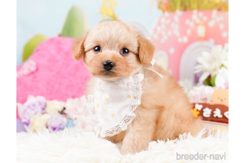 成約済の神奈川県のポメプー:ポメラニアン×トイプードル-287353の5枚目