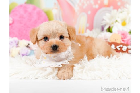 成約済の神奈川県のポメプー:ポメラニアン×トイプードル-287353の6枚目