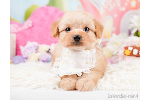 成約済の神奈川県のポメプー:ポメラニアン×トイプードル-287353の1枚目