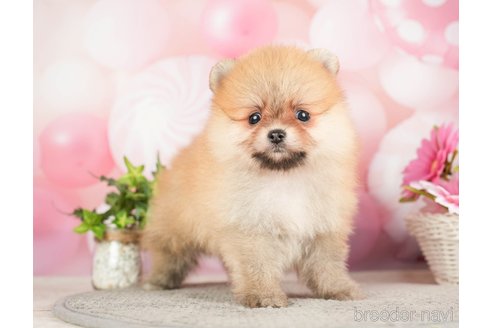 成約済の東京都のポメラニアン-287377の3枚目