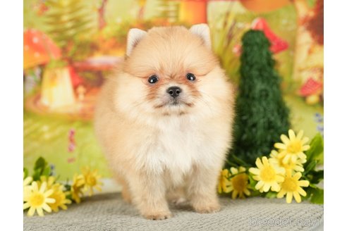 成約済の東京都のポメラニアン-287379の10枚目