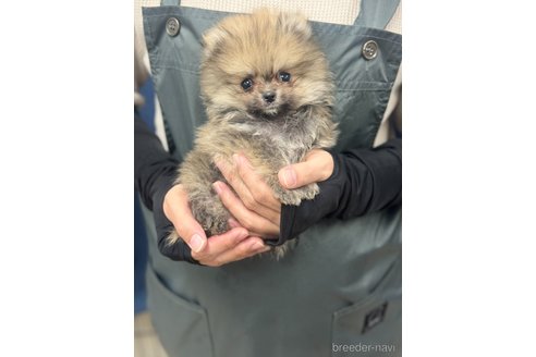 成約済の埼玉県のポメラニアン-282276の2枚目