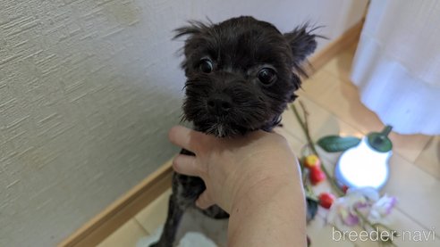 成約済の広島県のチワプー:チワワ×トイプードル-271215の103枚目