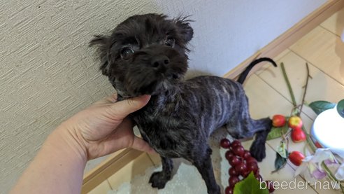 成約済の広島県のチワプー:チワワ×トイプードル-271215の101枚目