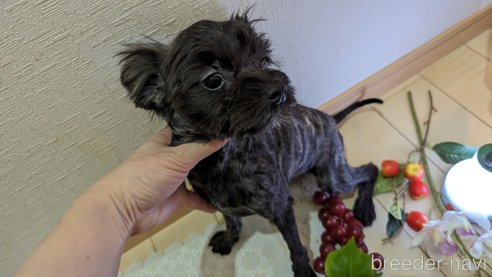 成約済の広島県のチワプー:チワワ×トイプードル-271215の98枚目