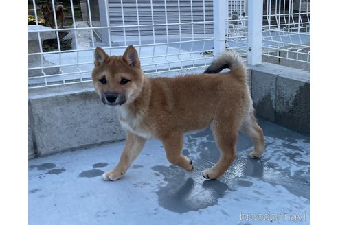 成約済の福岡県の豆柴-277181の10枚目