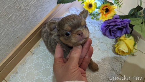 成約済の広島県のチワワ(ロングコート)-287445の28枚目