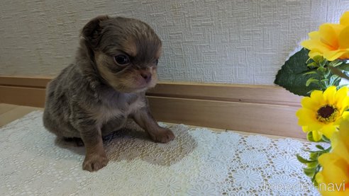 成約済の広島県のチワワ(ロングコート)-287445の27枚目