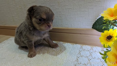 成約済の広島県のチワワ(ロングコート)-287445の26枚目