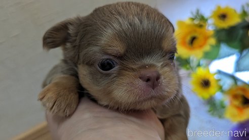 成約済の広島県のチワワ(ロングコート)-287445の20枚目