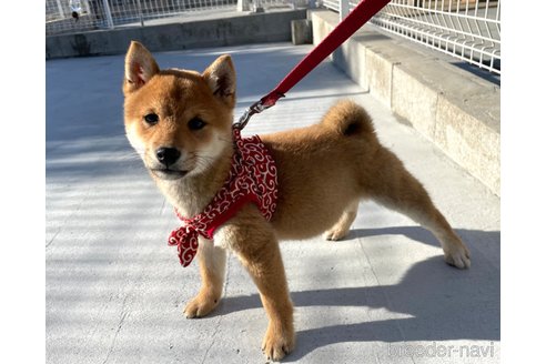 成約済の福岡県の豆柴-282922の8枚目