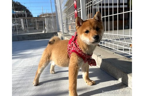 成約済の福岡県の豆柴-282922の9枚目