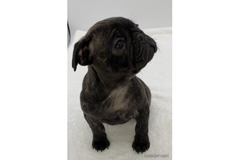 成約済の静岡県のミックス犬-287697の5枚目