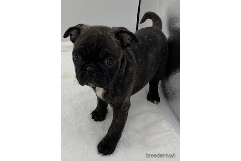 成約済の静岡県のミックス犬-287704の4枚目