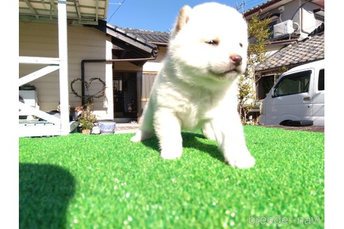 成約済の鹿児島県の豆柴-285130の3枚目