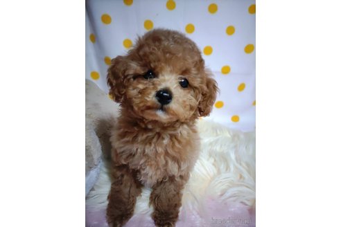 成約済の兵庫県のビションプー:ビションフリーゼ×トイプードル-287751