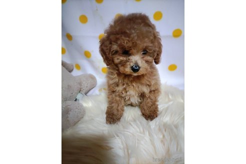 成約済の兵庫県のビションプー:ビションフリーゼ×トイプードル-287751の4枚目