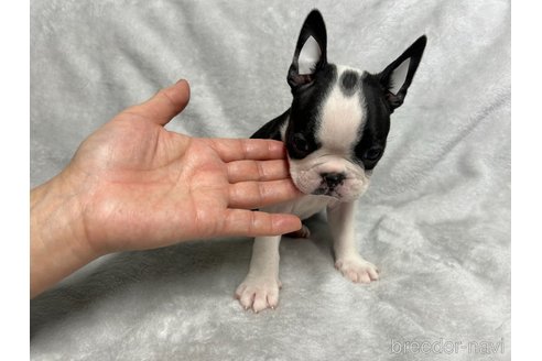 成約済の佐賀県のボストンテリア-287750の3枚目