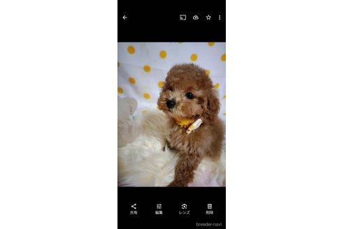 成約済の兵庫県のビションプー:ビションフリーゼ×トイプードル-287751の2枚目