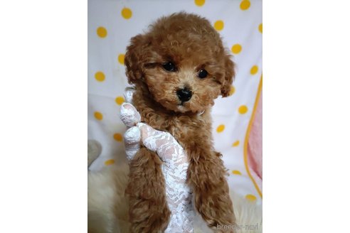 成約済の兵庫県のビションプー:ビションフリーゼ×トイプードル-287751の3枚目