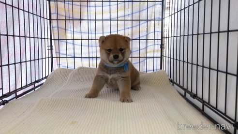 成約済の茨城県の柴犬-287765の6枚目