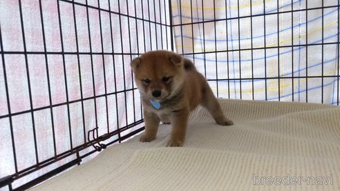 成約済の茨城県の柴犬-287765の5枚目