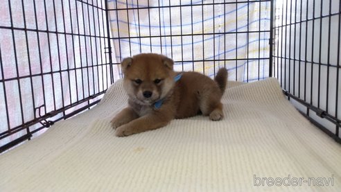 成約済の茨城県の柴犬-287765の4枚目