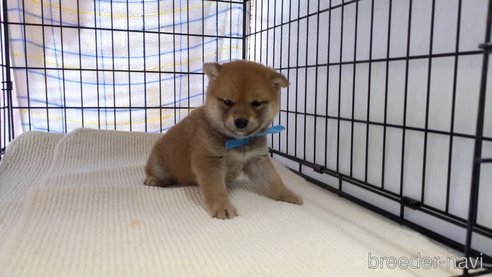 成約済の茨城県の柴犬-287765の2枚目