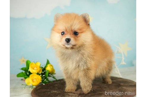 成約済の千葉県のポメラニアン-287785の10枚目