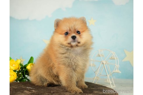 成約済の千葉県のポメラニアン-287785の9枚目