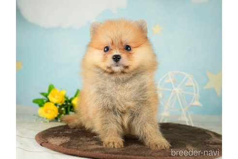 成約済の千葉県のポメラニアン-287785の3枚目