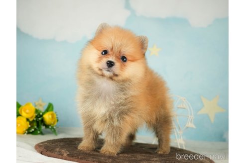 成約済の千葉県のポメラニアン-287785の5枚目