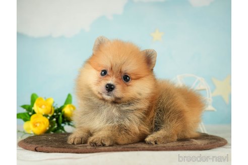 成約済の千葉県のポメラニアン-287785の4枚目