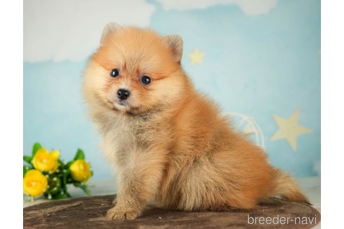 成約済の千葉県のポメラニアン-287785の6枚目