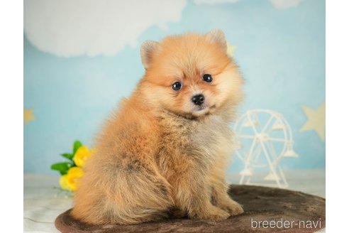 成約済の千葉県のポメラニアン-287785の7枚目