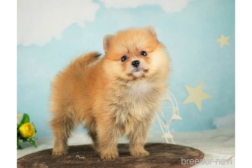 成約済の千葉県のポメラニアン-287785の8枚目