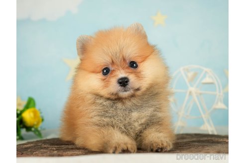 成約済の千葉県のポメラニアン-287785