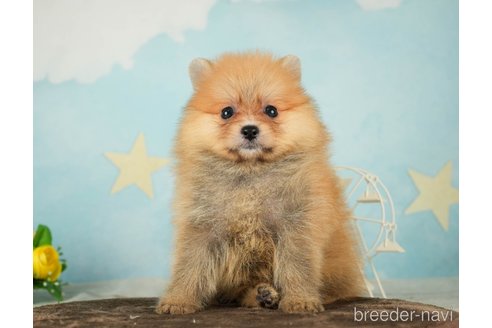 成約済の千葉県のポメラニアン-287785の2枚目