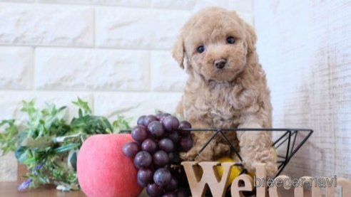 成約済の滋賀県のトイプードル-284831の1枚目